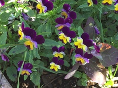 Viola tricolor