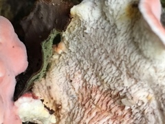 Phlebia incarnata image