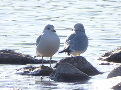 Larus delawarensis