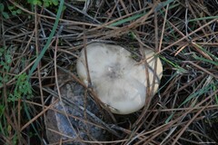 Lepista personata