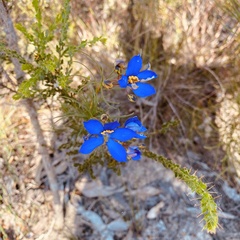 Cheiranthera alternifolia