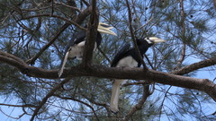 Anthracoceros albirostris