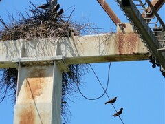 Sturnus vulgaris