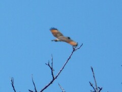 Rupornis magnirostris
