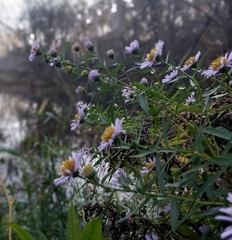 Symphyotrichum novi-belgii