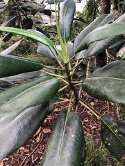 Ficus elastica