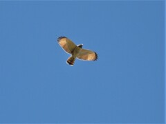 Rupornis magnirostris