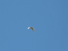 Egretta thula