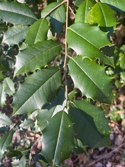 Ilex opaca