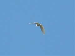 Egretta thula