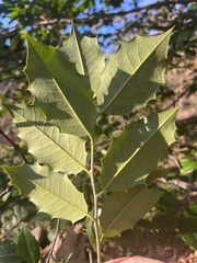 Ilex opaca