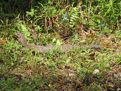 Varanus nebulosus