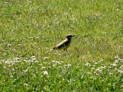 Machetornis rixosa