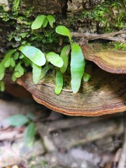 Pyrrosia