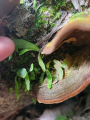 Pyrrosia