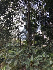Ficus elastica