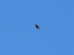 Parabuteo unicinctus