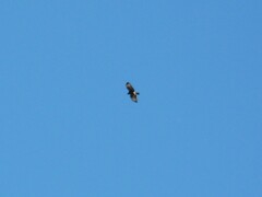 Parabuteo unicinctus