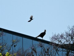 Caracara plancus