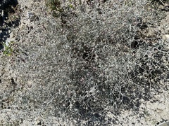 Psorothamnus emoryi emoryi