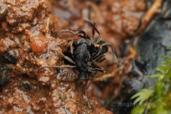 Ectomomyrmex