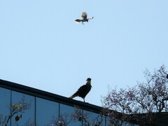 Caracara plancus