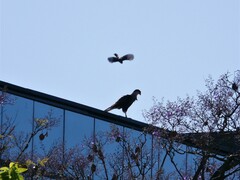 Caracara plancus