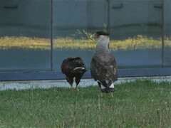 Caracara plancus