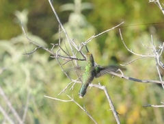 Cynanthus latirostris