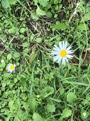 Leucanthemum vulgare