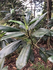 Ficus elastica