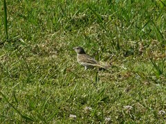 Sicalis flaveola