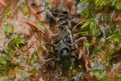 Ectomomyrmex