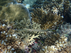 Aulostomus chinensis