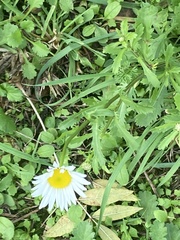 Leucanthemum vulgare
