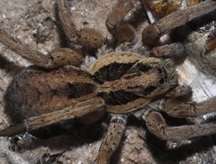 Hogna ferox