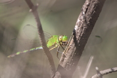 Erythemis vesiculosa