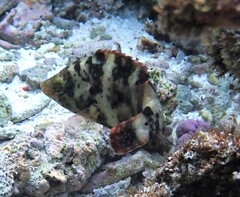 Cheilinus chlorourus