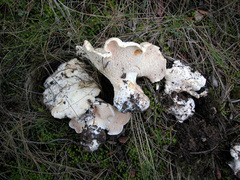 Hydnum albidum