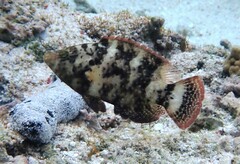 Cheilinus chlorourus