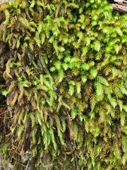 Pyrrhobryum paramattense