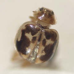 Psyllobora renifer