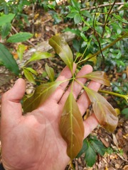 Cissus sterculiifolia