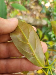 Cissus sterculiifolia