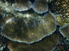 Acropora