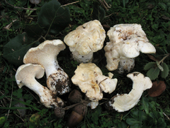Hydnum albidum