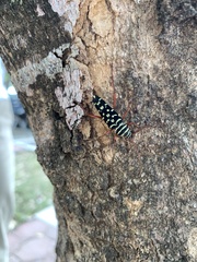 Placosternus erythropus