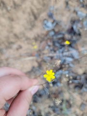 Croptilon divaricatum