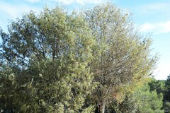 Juniperus thurifera