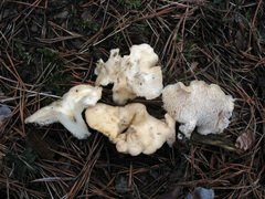 Hydnum albidum